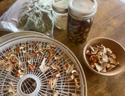 A Forager’s Guide to Food Preservation: How to Make Your Wild Harvest Last
