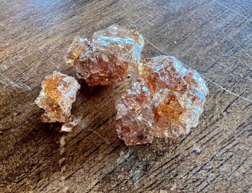 How to Harvest Mesquite Gum: A Local Alternative to Gum Arabic